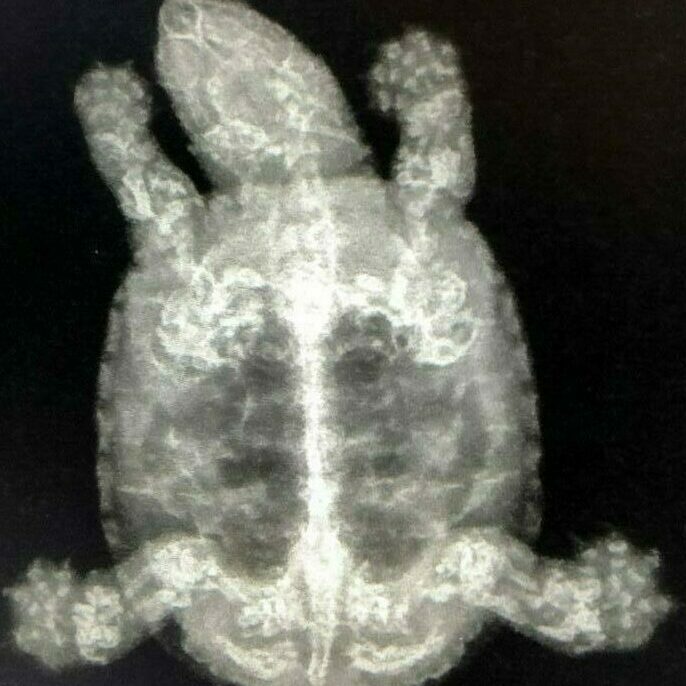 schildpad